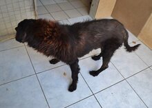 MALCOLM, Hund, Mischlingshund in Griechenland - Bild 15