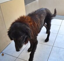 MALCOLM, Hund, Mischlingshund in Griechenland - Bild 16