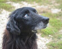 MALCOLM, Hund, Mischlingshund in Griechenland - Bild 7