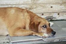 SOLETE, Hund, Mischlingshund in Spanien - Bild 11