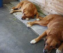 SOLETE, Hund, Mischlingshund in Spanien - Bild 15