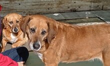 SOLETE, Hund, Mischlingshund in Spanien - Bild 3