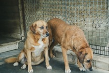 SOLETE, Hund, Mischlingshund in Spanien - Bild 6