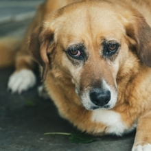 SOLETE, Hund, Mischlingshund in Spanien - Bild 9