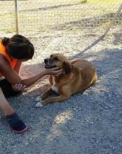 LUNA, Hund, Mischlingshund in Spanien - Bild 11