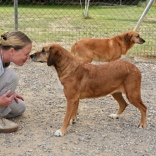 LUNA, Hund, Mischlingshund in Spanien - Bild 17