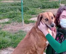 LUNA, Hund, Mischlingshund in Spanien - Bild 4