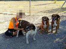 LUNA, Hund, Mischlingshund in Spanien - Bild 9