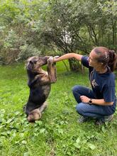 FENJA, Hund, Mischlingshund in Lehrte - Bild 12