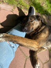 FENJA, Hund, Mischlingshund in Lehrte - Bild 14