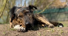 FENJA, Hund, Mischlingshund in Lehrte - Bild 15