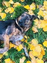 FENJA, Hund, Mischlingshund in Lehrte - Bild 2