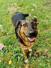 FENJA, Hund, Mischlingshund in Lehrte - Bild 5