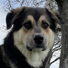 LINOS, Hund, Mischlingshund in Uhingen - Bild 18