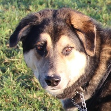 LINOS, Hund, Mischlingshund in Uhingen - Bild 2