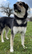 LINOS, Hund, Mischlingshund in Uhingen - Bild 22