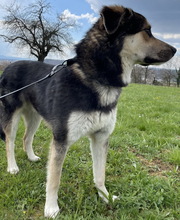 LINOS, Hund, Mischlingshund in Uhingen - Bild 23