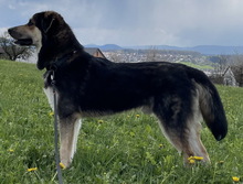 LINOS, Hund, Mischlingshund in Uhingen - Bild 25