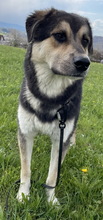 LINOS, Hund, Mischlingshund in Uhingen - Bild 26