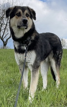 LINOS, Hund, Mischlingshund in Uhingen - Bild 29