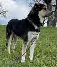 LINOS, Hund, Mischlingshund in Uhingen - Bild 32