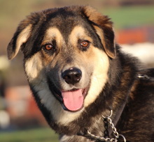 LINOS, Hund, Mischlingshund in Uhingen - Bild 4