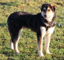 LINOS, Hund, Mischlingshund in Uhingen - Bild 5
