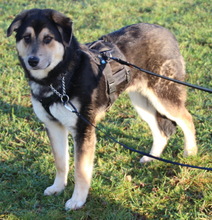 LINOS, Hund, Mischlingshund in Uhingen - Bild 6