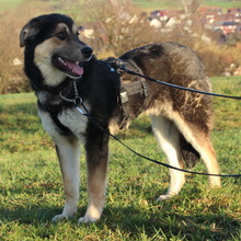 LINOS, Hund, Mischlingshund in Uhingen - Bild 7