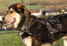 LINOS, Hund, Mischlingshund in Uhingen - Bild 8