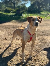BONGO, Hund, Mischlingshund in Spanien - Bild 1