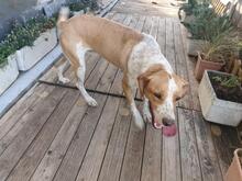 BONGO, Hund, Mischlingshund in Spanien - Bild 16