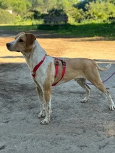 BONGO, Hund, Mischlingshund in Spanien - Bild 3