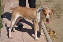 BONGO, Hund, Mischlingshund in Spanien - Bild 7