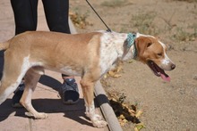 BONGO, Hund, Mischlingshund in Spanien - Bild 8