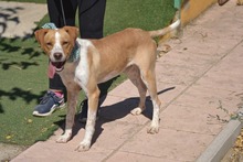 BONGO, Hund, Mischlingshund in Spanien - Bild 9