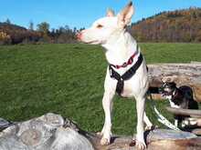 SNUGGLES, Hund, Mischlingshund in Auenwald - Bild 7
