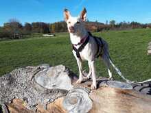 SNUGGLES, Hund, Mischlingshund in Auenwald - Bild 8