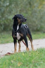 MIKI, Hund, Mischlingshund in Spanien - Bild 1