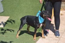 MIKI, Hund, Mischlingshund in Spanien - Bild 14