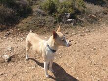 PUKI, Hund, Podenco in Spanien - Bild 17