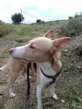 PUKI, Hund, Podenco in Spanien - Bild 4