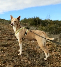 PUKI, Hund, Podenco in Spanien - Bild 9