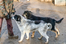 BENNY, Hund, Mischlingshund in Siegen - Bild 11