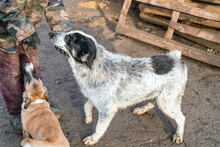BENNY, Hund, Mischlingshund in Siegen - Bild 7