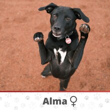 ALMA, Hund, Mischlingshund in Idstein - Bild 1