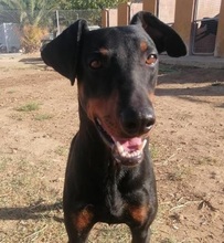DESPACITO, Hund, Dobermann in Spanien - Bild 1