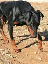 DESPACITO, Hund, Dobermann in Spanien - Bild 12