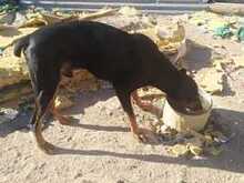 DESPACITO, Hund, Dobermann in Spanien - Bild 6