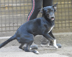 PATACHON, Hund, Mischlingshund in Schnarup-Thumby - Bild 4